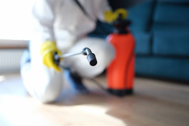 Best Basement Mold Removal  in Fitchburg, MA
