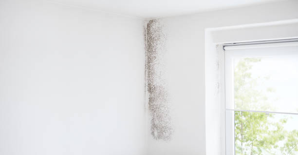  Fitchburg, MA Mold Removal Pros