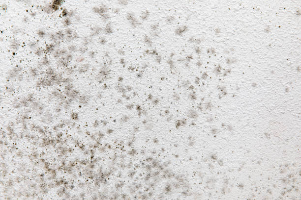 Professional Mold Removal in Fitchburg, MA