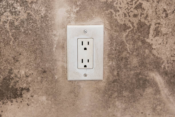 Best Basement Mold Removal  in Fitchburg, MA